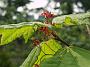 Acer circinatum